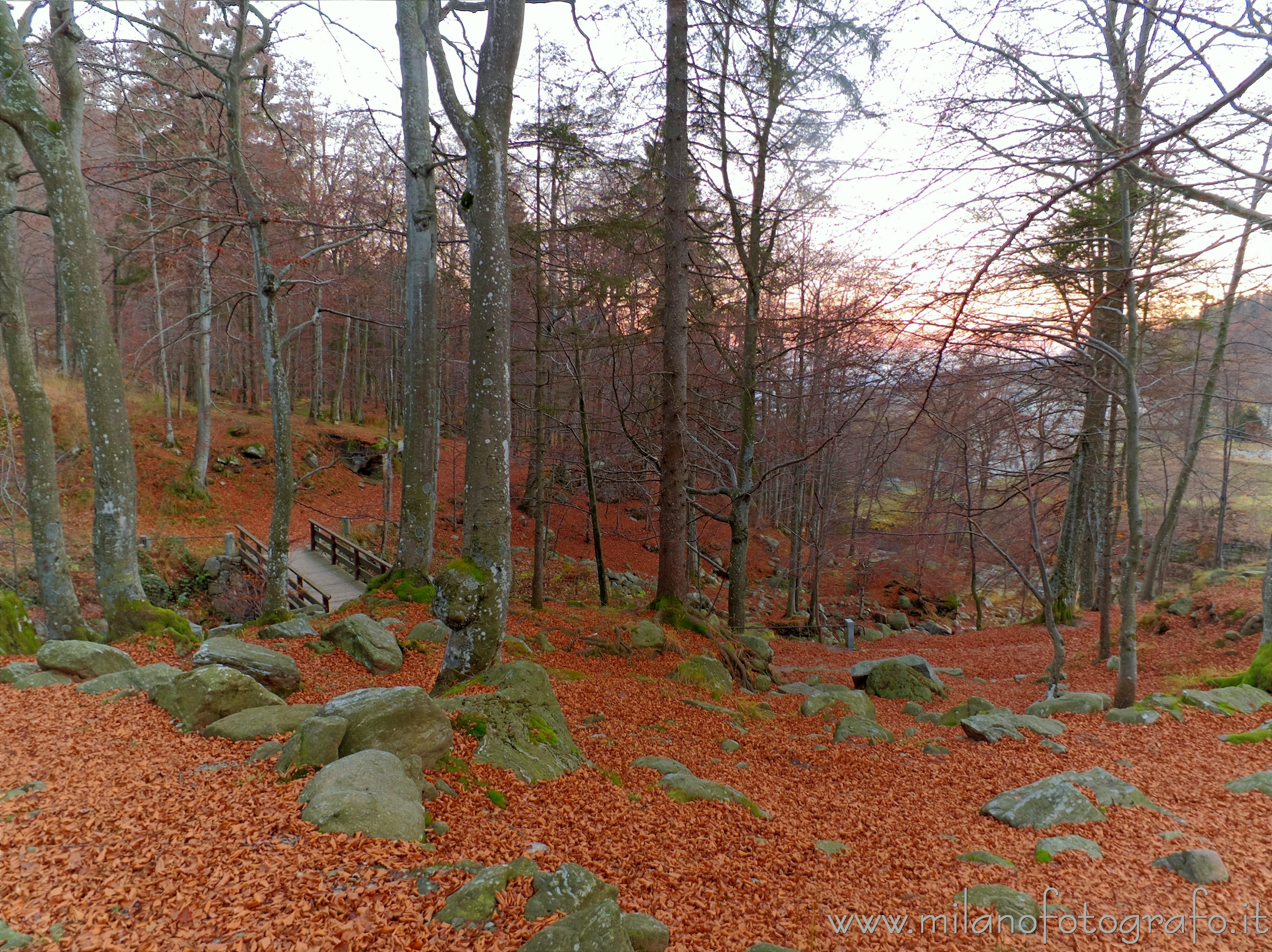 Biella (Italy) - Dead leaves carpet in the woods around the Sanctuary of Biella